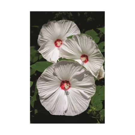 Kurt Shaffer 'White Hibiscus Times Three' Canvas Art,16x24